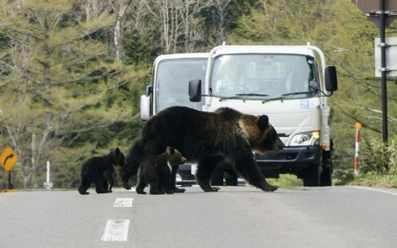 Армию Японии направили на борьбу с нашествием медведей