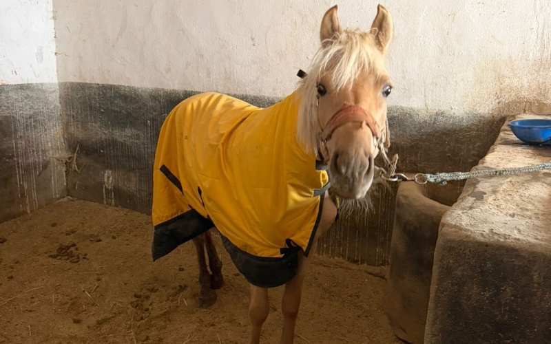 В Алматы решен вопрос размещения лошадей на зимний период В Алматы решен вопрос размещения лошадей на зимний период