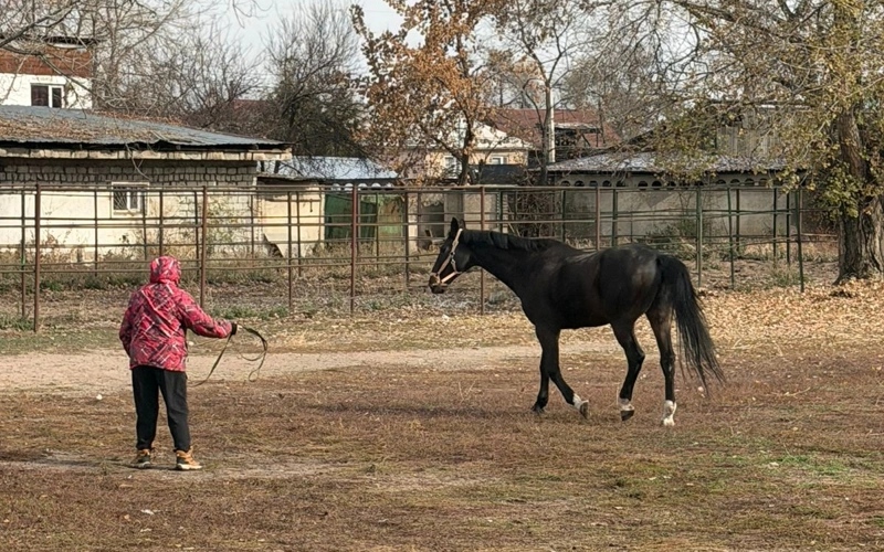 В Алматы решен вопрос размещения лошадей на зимний период