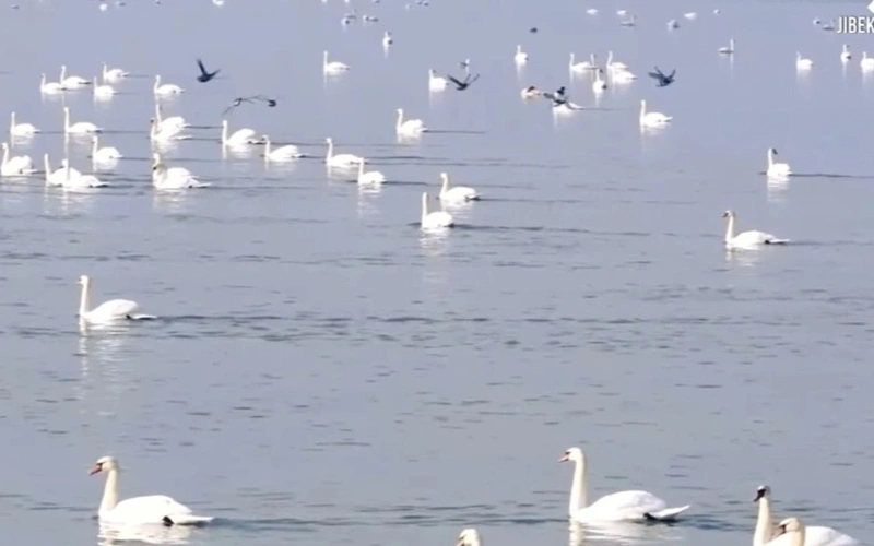 Биоразнообразие: как Казахстану сохранить свою флору и фауну