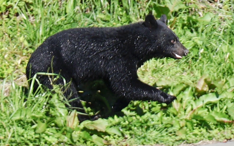 Japan police amend rules to allow officers to use rifles against bears