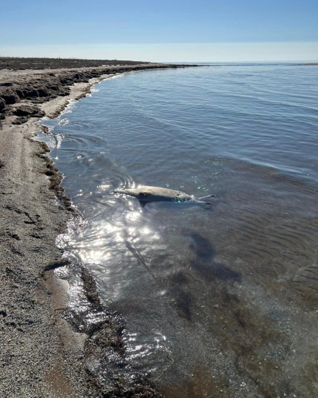 итбалықтар