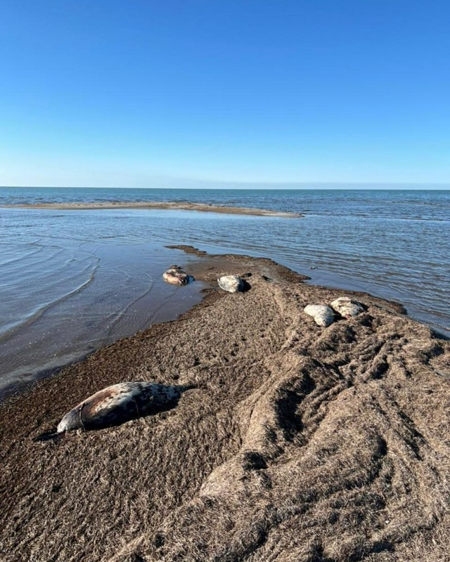 итбалықтар