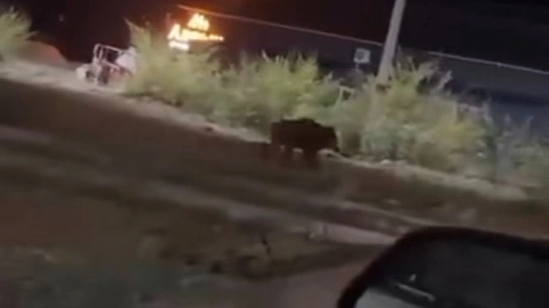 Дикий кабан в Житикаре