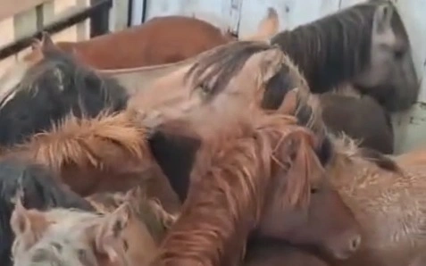 Грузовик с 45 похищенными лошадьми задержали в Темиртау