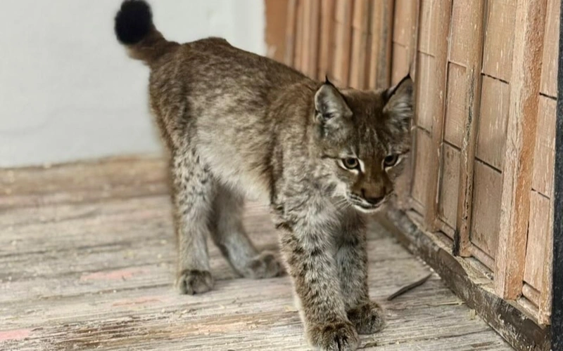 В области Абай детеныш рыси пришел к людям за помощью