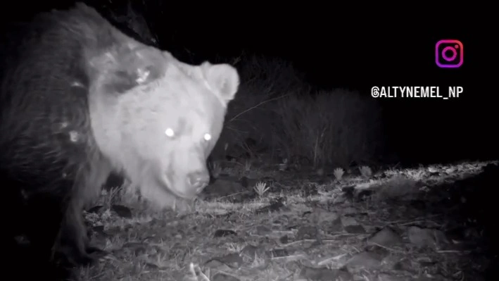 Редкого бурого медведя зафиксировали в нацпарке «Алтын-Емель»