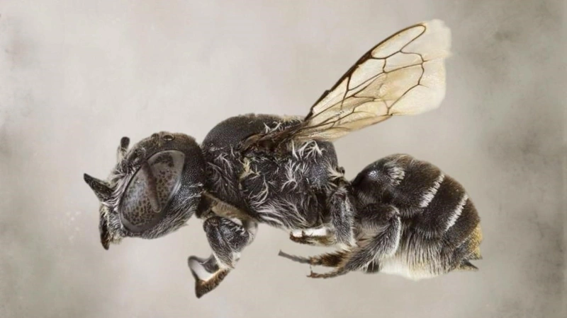 A “demon-horned” bee discovered in Australia