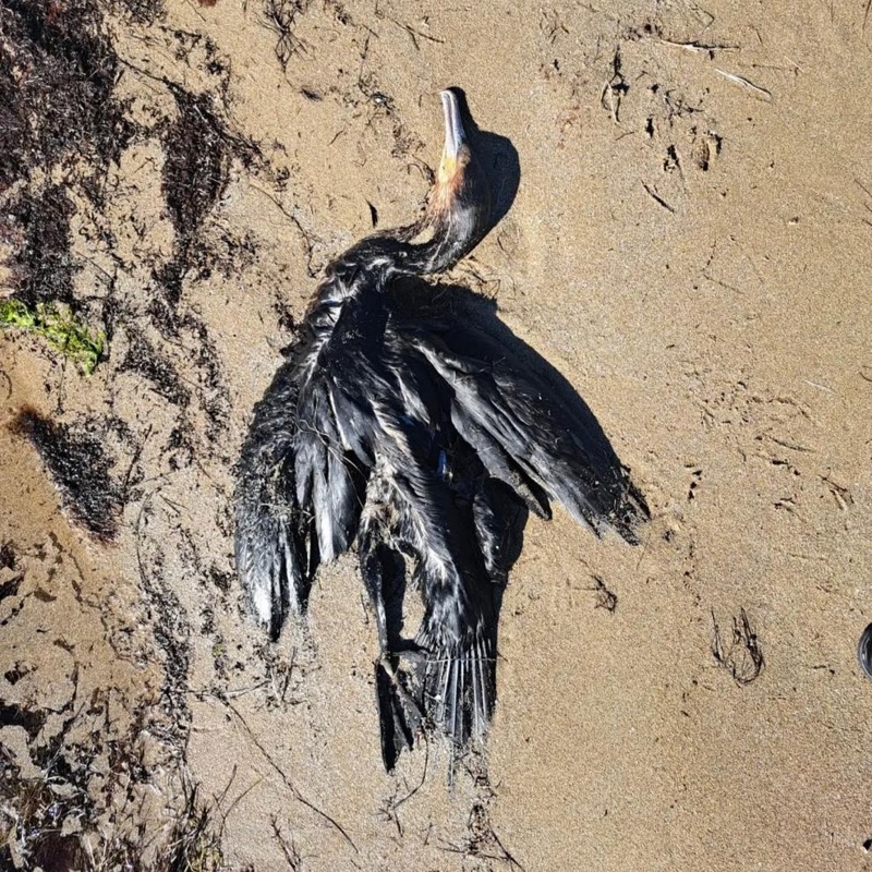 Маңғыстауда теңіз жағасынан құстардың өлексесі табылды  