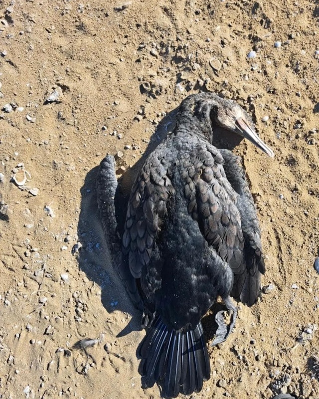 Маңғыстауда теңіз жағасынан құстардың өлексесі табылды  