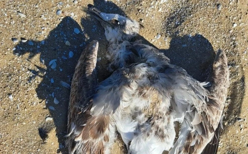 Multiple dead birds found on Caspian Sea shores in Mangistau 
