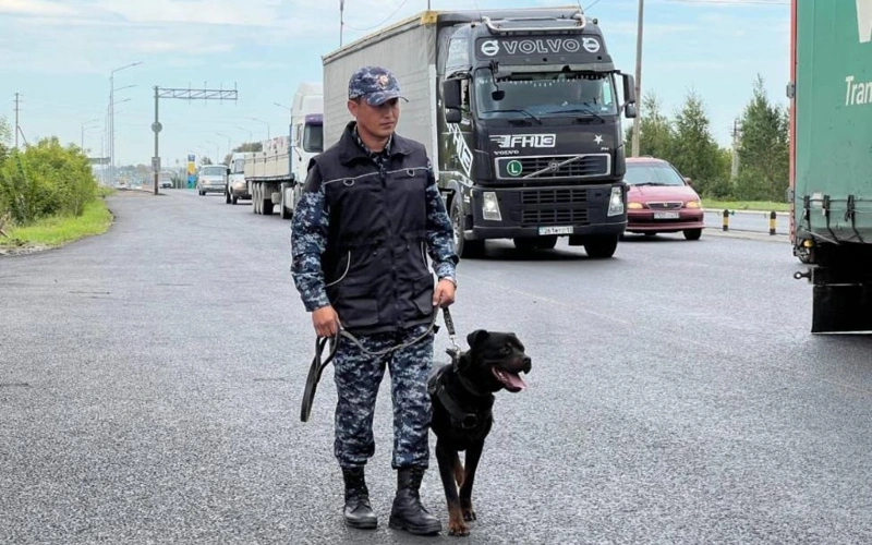 Elordada qyzmettik ıt avtokólikten esirtki taýyp aldy