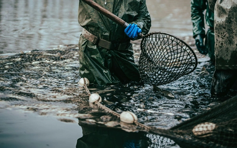 ШҚО-да «сиг» тұқымдас балықтарды аулауға тыйым салынды