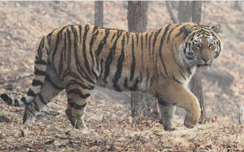 краснокнижные тигры родились в Алматы