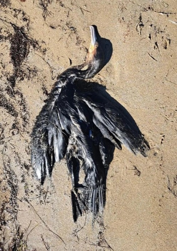 В Мангистау на берегу моря нашли погибших птиц В Мангистау на берегу моря нашли погибших птиц