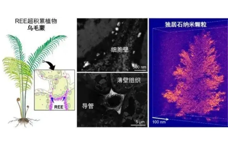 Китайские ученые впервые обнаружили редкоземельную минерализацию в растениях