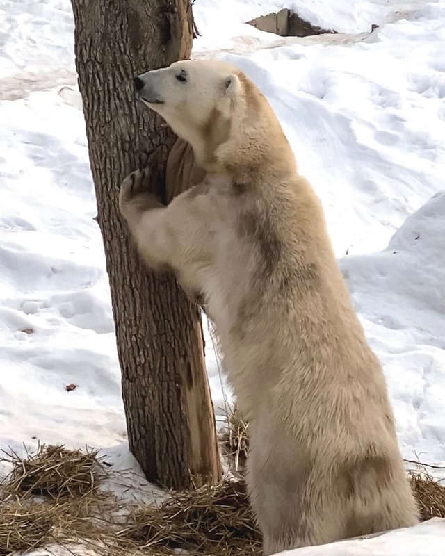 Как изменится зоопарк в&nbsp;Алматы после реконструкции