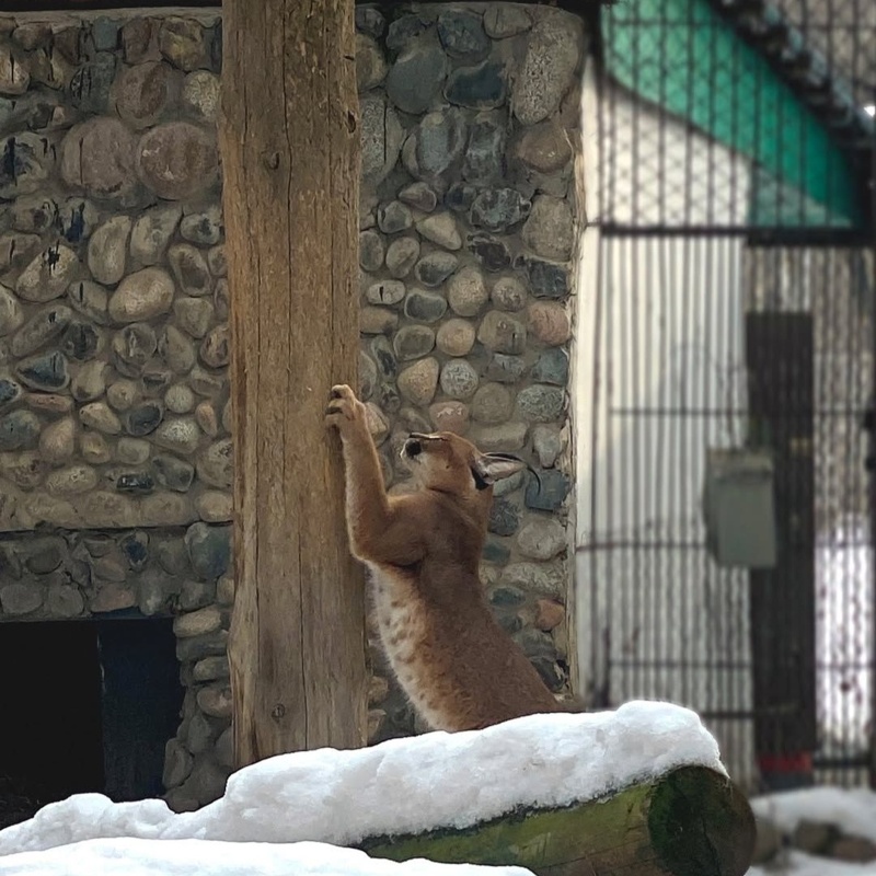 Как изменится зоопарк в&nbsp;Алматы после реконструкции