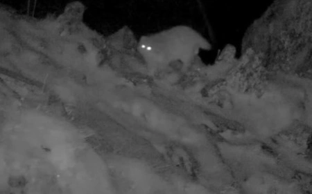 Редкий манул попал в объектив фотоловушки в ВКО