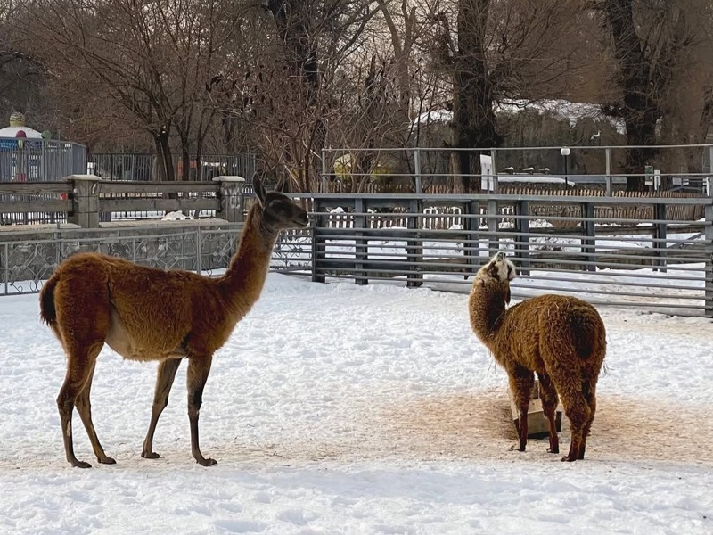 Как изменится зоопарк в&nbsp;Алматы после реконструкции