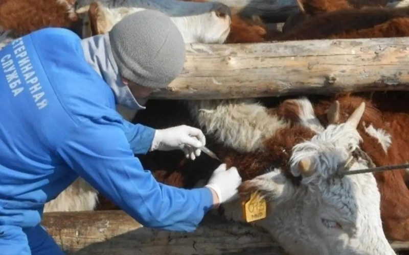 Head of State orders strengthening of veterinary infrastructure