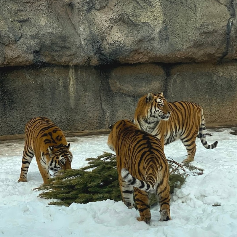 Как изменится зоопарк в&nbsp;Алматы после реконструкции