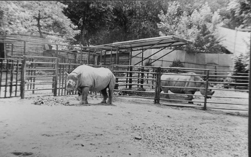 Как изменится зоопарк в&nbsp;Алматы после реконструкции