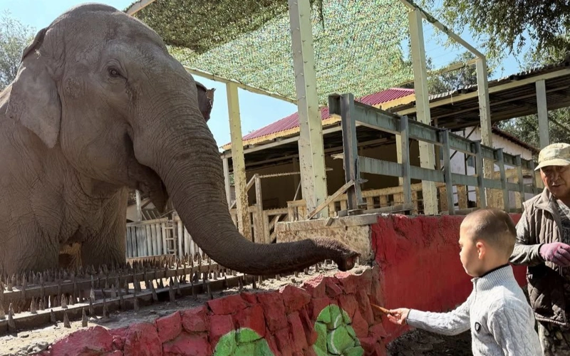 Как изменится зоопарк в Алматы после реконструкции