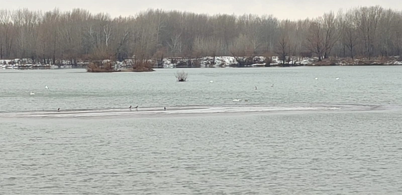 Зимовка на Усолке: лебеди выбрали Павлодар вместо теплых стран