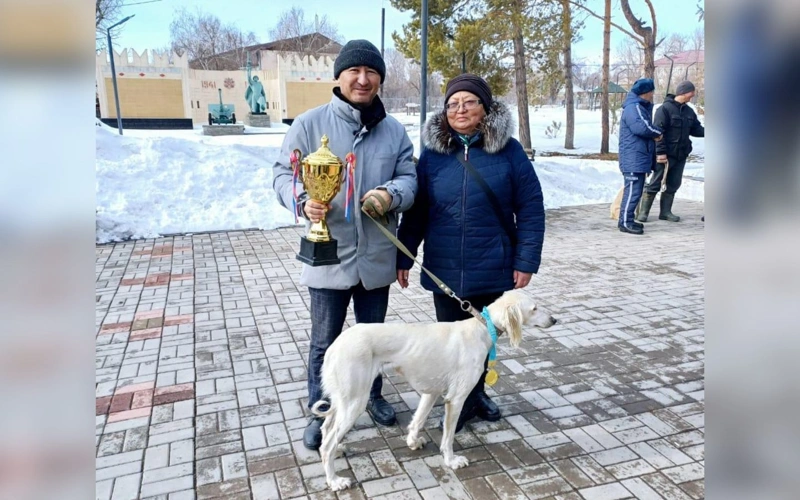 Семья из Жетысу сохраняет и развивает казахскую породу тазы