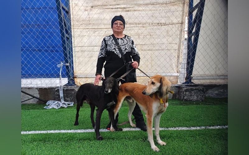 Семья из Жетысу сохраняет и развивает казахскую породу тазы Семья из Жетысу сохраняет и развивает казахскую породу тазы