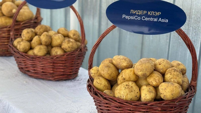 kartop