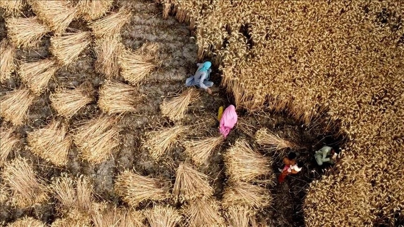 Wheat could require dramatically more water during future heat waves, scientists warn