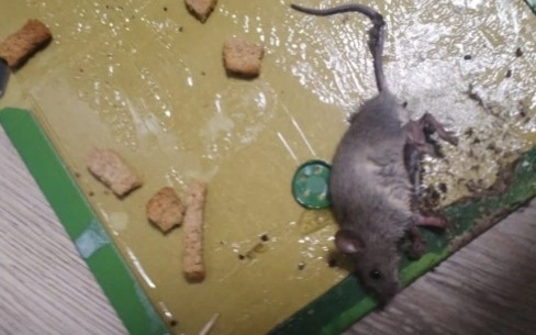 егеуқұйрық