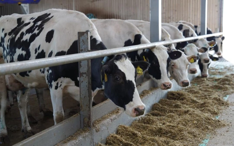 животноводство, животные, коровы