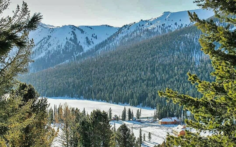 Катонқарағай