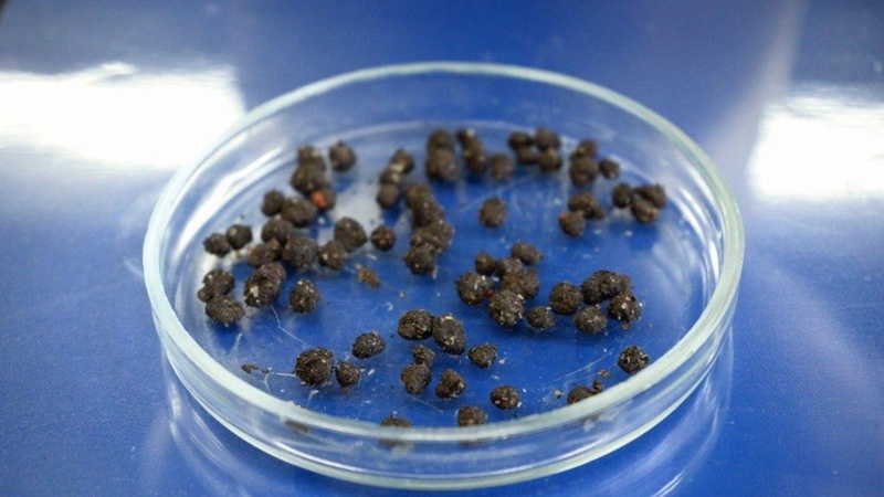 QazUÝ ǵalymdary tuqymdardy qorǵaýdyń tıimdi jolyn tapty QazUÝ ǵalymdary tuqymdardy qorǵaýdyń tıimdi jolyn tapty