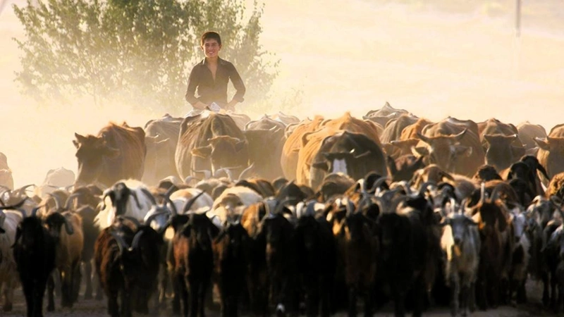 ADB Approves $17 Million Grant to Digitalize Livestock Farming in Tajikistan