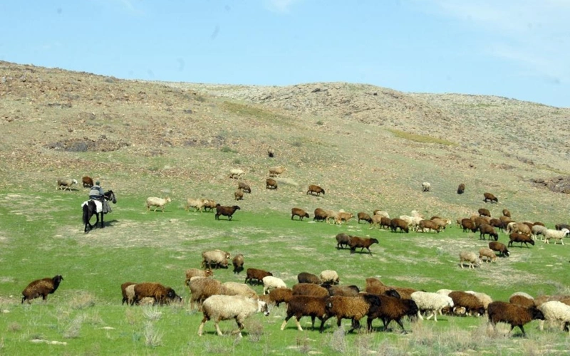 Земельные участки, числящиеся за умершими собственниками, выявлены в Жамбылской области  