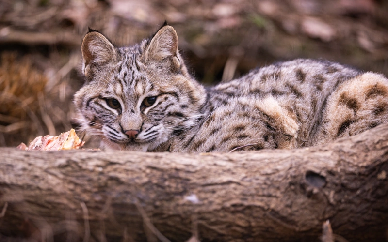 дикая кошка