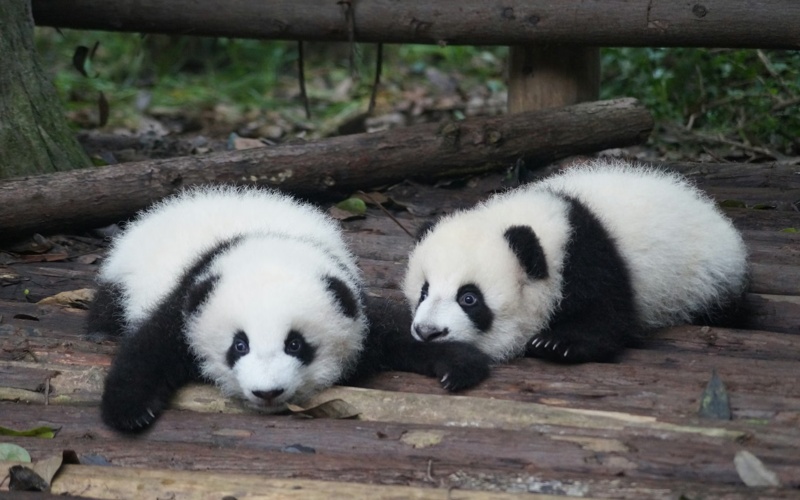 China's captive giant panda population nearly doubles in decade