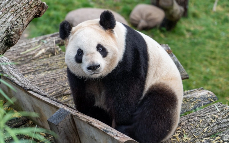China's captive giant panda population nearly doubles in decade