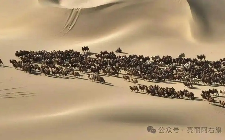 Алашаньдағы түйелер қыстауға айдалды Алашаньдағы түйелер қыстауға айдалды