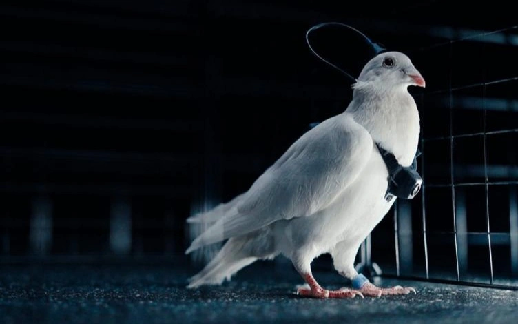 Голубей-биодронов презентовали в России