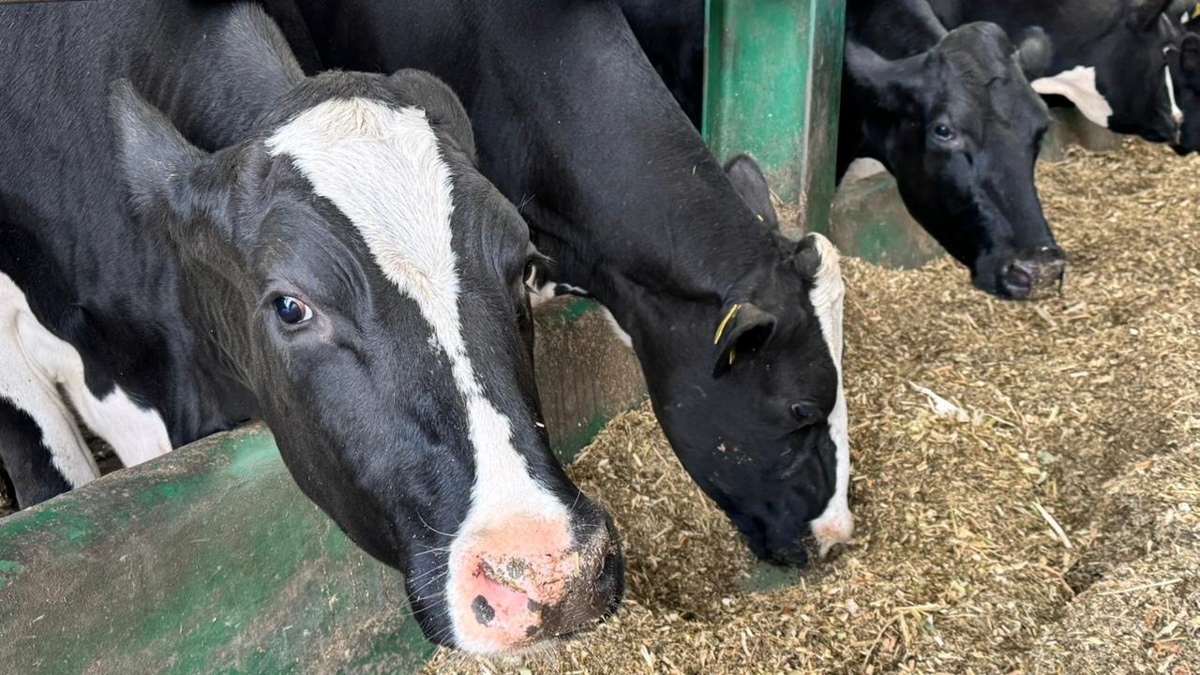 Кипрде 100-ден астам фермадан аусыл ауруы анықталды