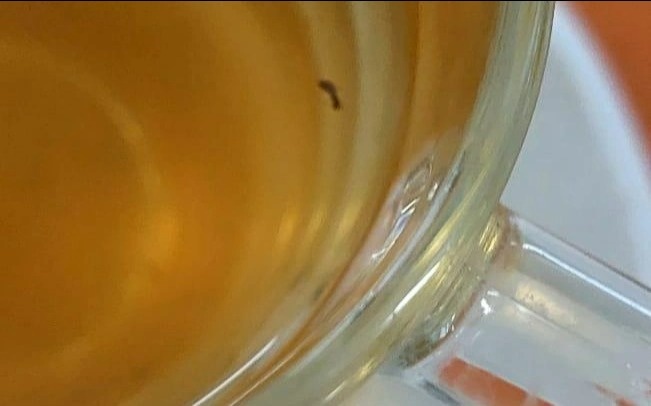 Насекомых в еде обнаружили в школе Петропавловска Насекомых в еде обнаружили в школе Петропавловска