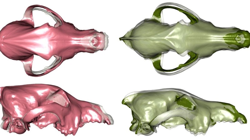 Тайна эволюции собак