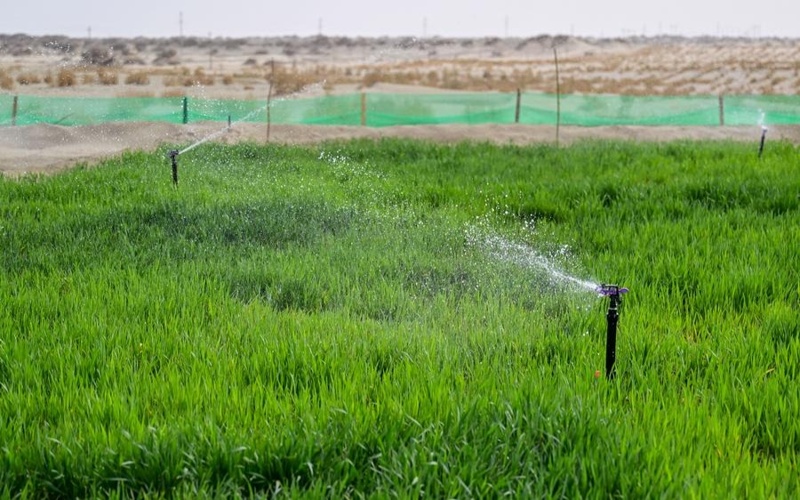 Такала-Макан