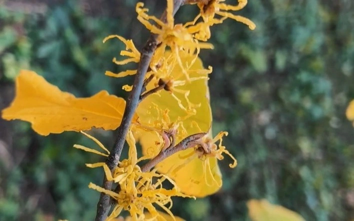 Rare Witch Hazel blooms at Main Botanical Garden