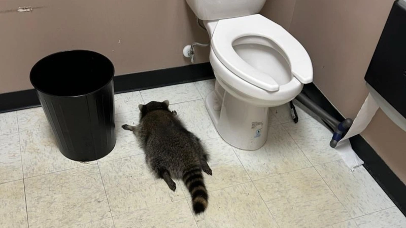 Raccoon wrecks liquor store and passes out